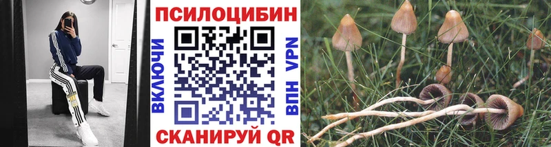 сколько стоит  Покров  blacksprut вход  Псилоцибиновые грибы GOLDEN TEACHER 